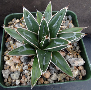 Agave victoriae-reginae