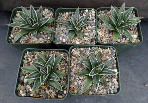 Agave victoriae-reginae