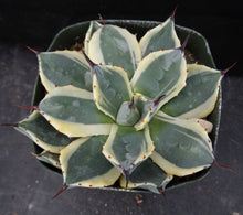 Load image into Gallery viewer, Agave patonii &#39;Cream Spike&#39; Variegated
