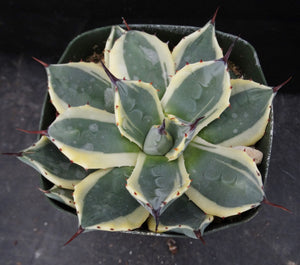 Agave patonii 'Cream Spike' Variegated