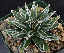 Load image into Gallery viewer, Agave victoriae-reginae

