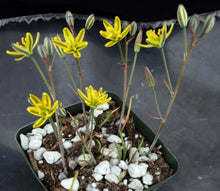 Load image into Gallery viewer, Albuca albucoides  *Interesting flat grooved leaves*
