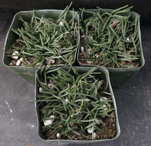 Load image into Gallery viewer, Albuca albucoides  *Interesting flat grooved leaves*

