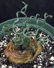 Load image into Gallery viewer, Albuca bruce-bayeri *Big Plant!*
