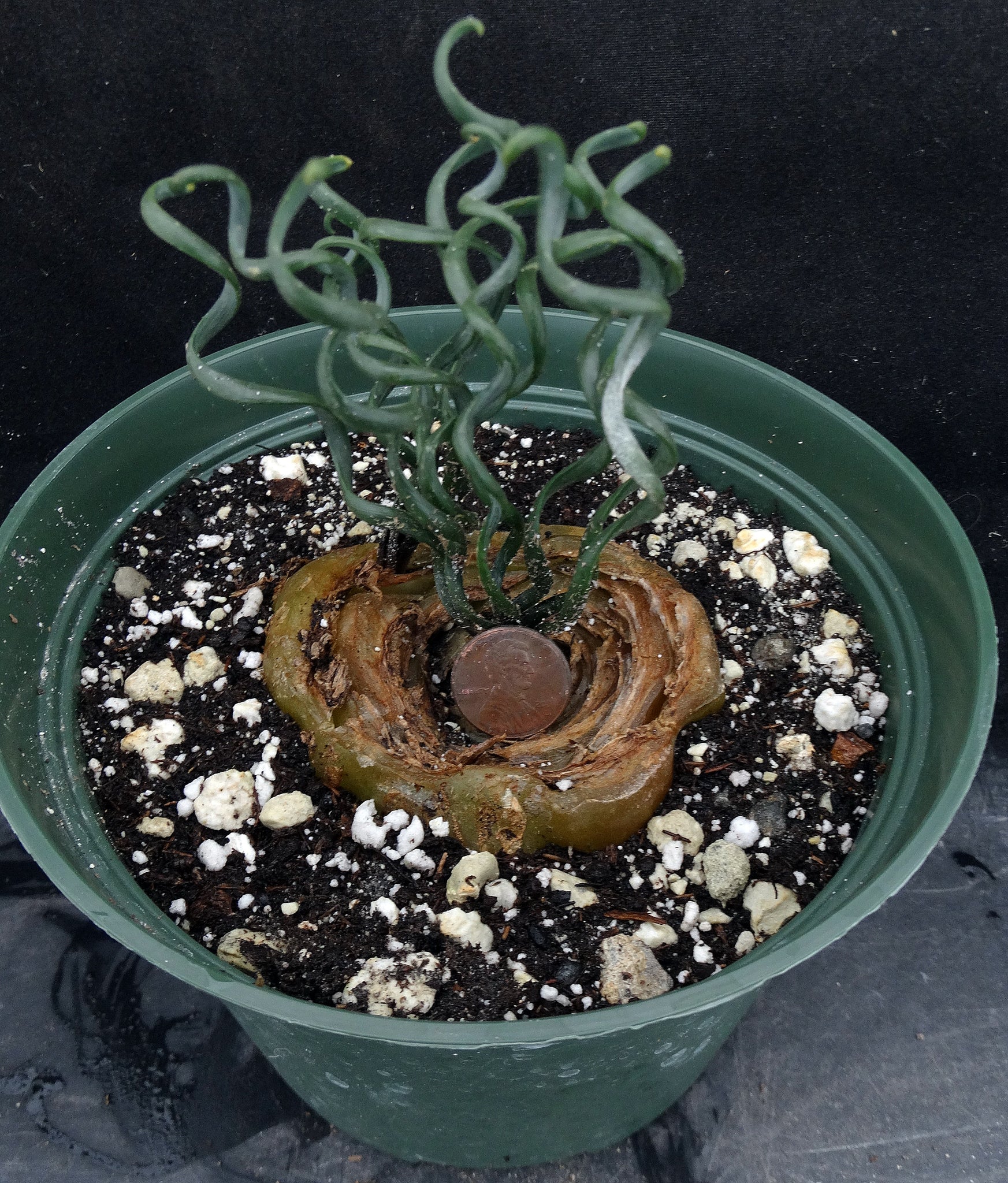 albuca succulent Albuca bruce-bayeri *Big Plant!* – Kyle's Plants