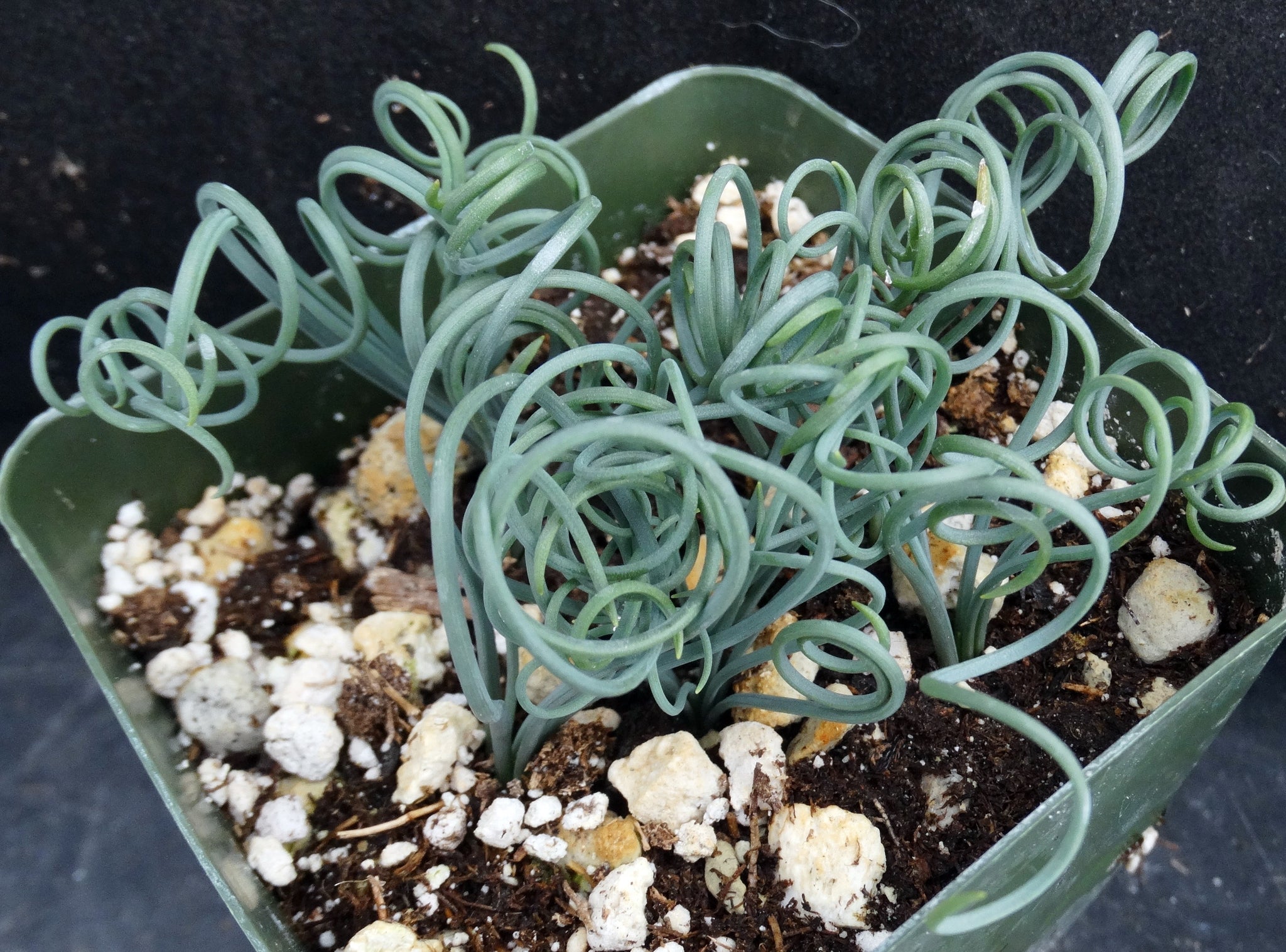 circinata air plant Albuca circinata – Kyle's Plants