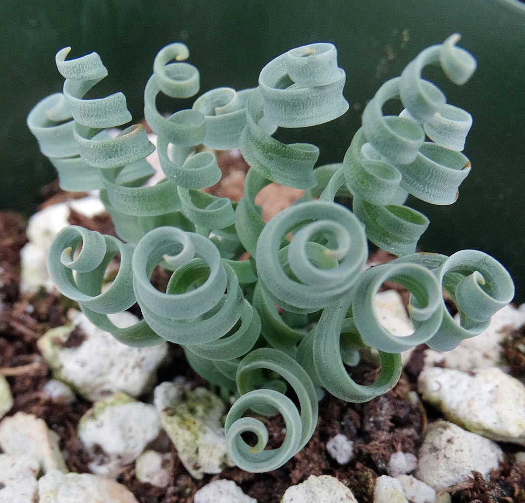 Albuca concordiana *Blue Curly Leaves*