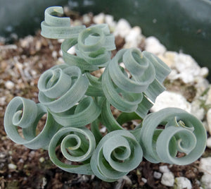 Albuca concordiana *Blue Curly Leaves*