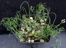 Load image into Gallery viewer, Albuca osmynella *Miniature bulb w/curly-Q leaves*
