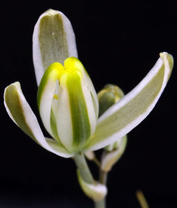 Albuca polyphylla