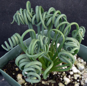 Albuca spiralis *Curly-Q leaves*