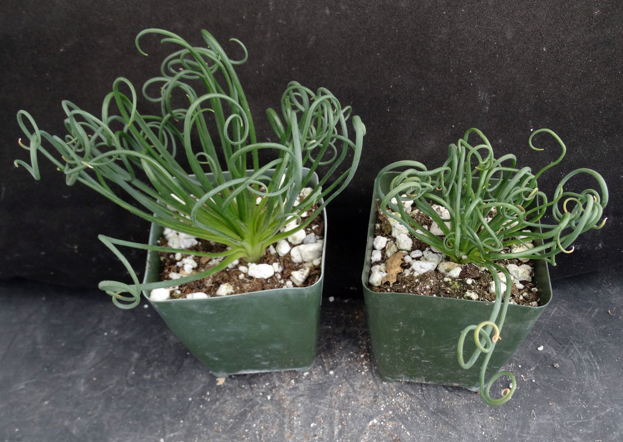 curly q succulent Albuca spiralis *Curly-Q leaves* – Kyle's Plants