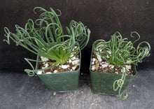 Load image into Gallery viewer, Albuca spiralis *Curly-Q leaves*

