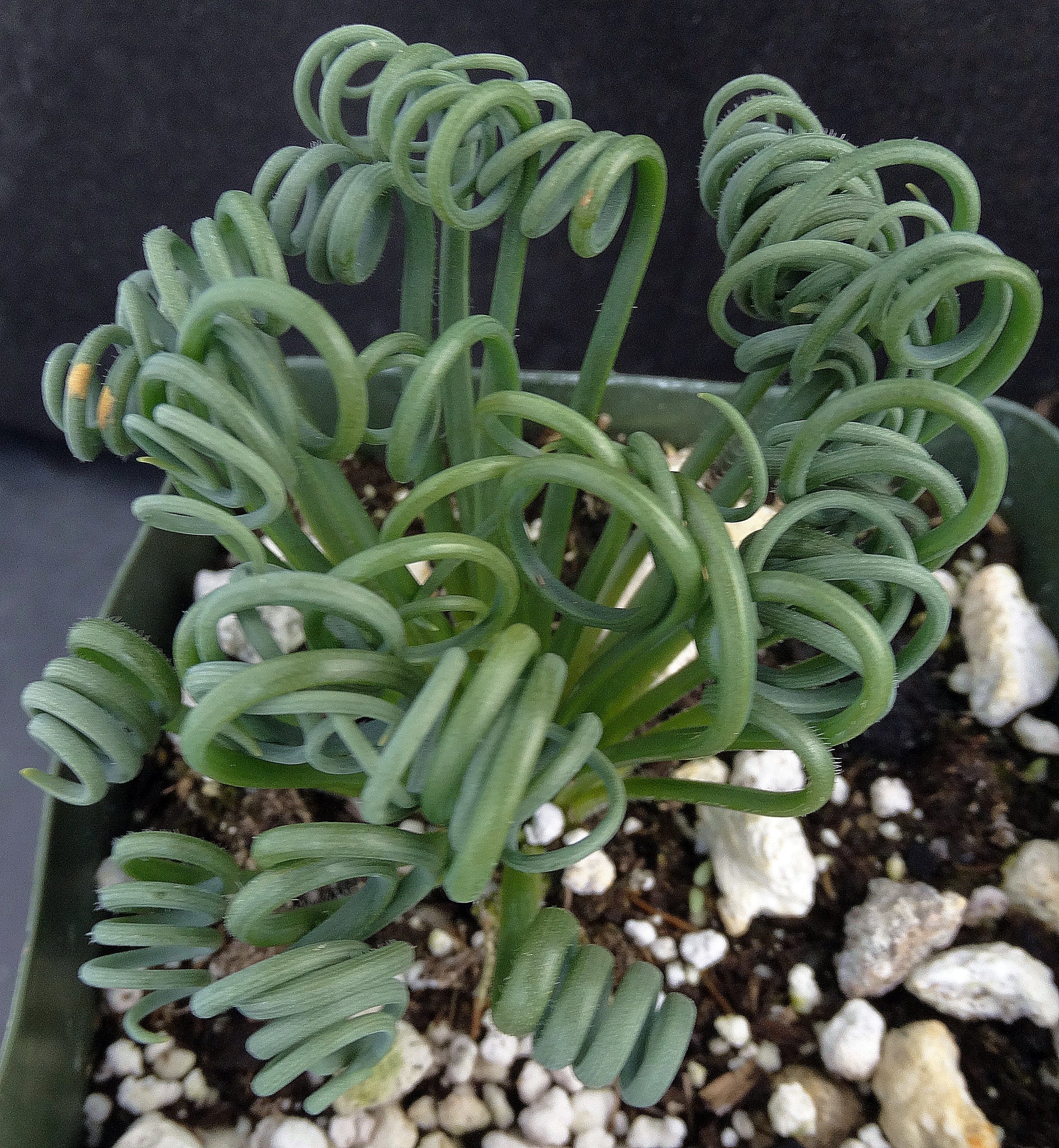 curly q succulent Albuca spiralis *Curly-Q leaves* – Kyle's Plants