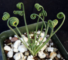 Load image into Gallery viewer, Albuca foetida x spiralis *Hybrid*
