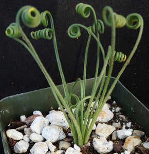 Albuca foetida x spiralis *Hybrid*