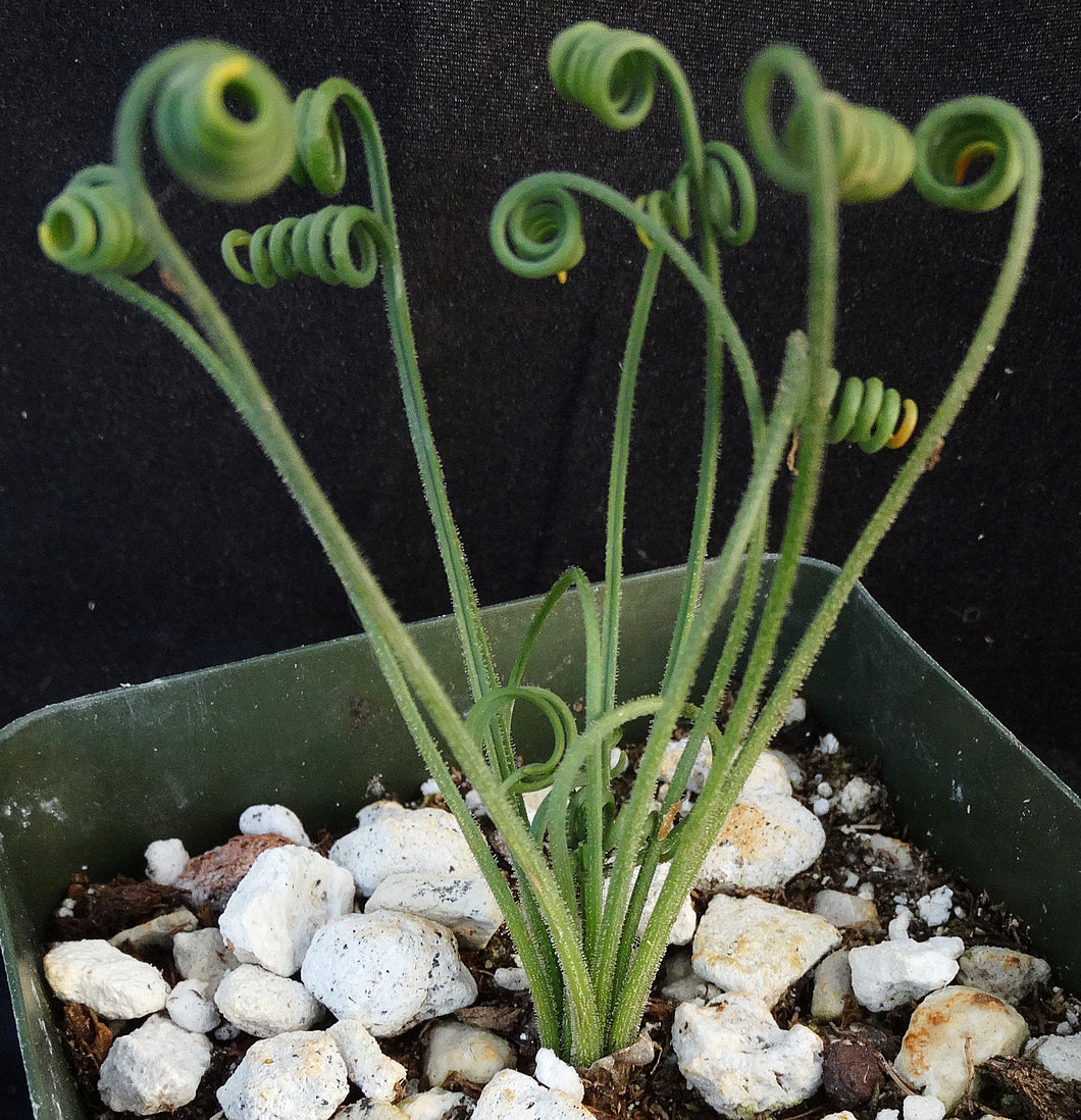 Albuca foetida x spiralis *Hybrid*