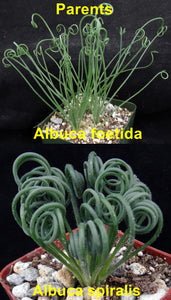 Albuca foetida x spiralis *Hybrid*