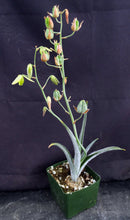 Load image into Gallery viewer, Albuca villosa *Furry Leaves!*

