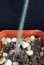 Load image into Gallery viewer, Albuca villosa *Furry Leaves!*
