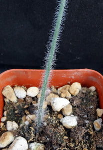 Albuca villosa *Furry Leaves!*