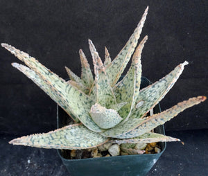 Aloe Original Hybrid