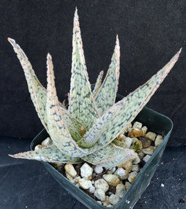 Aloe Original Hybrid