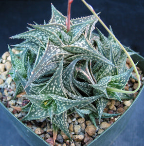 Aloe descongsii