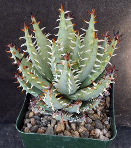 Aloe erinacea *Beautiful Spines*