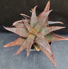 Load image into Gallery viewer, Aloe castilloniae Original Hybrid
