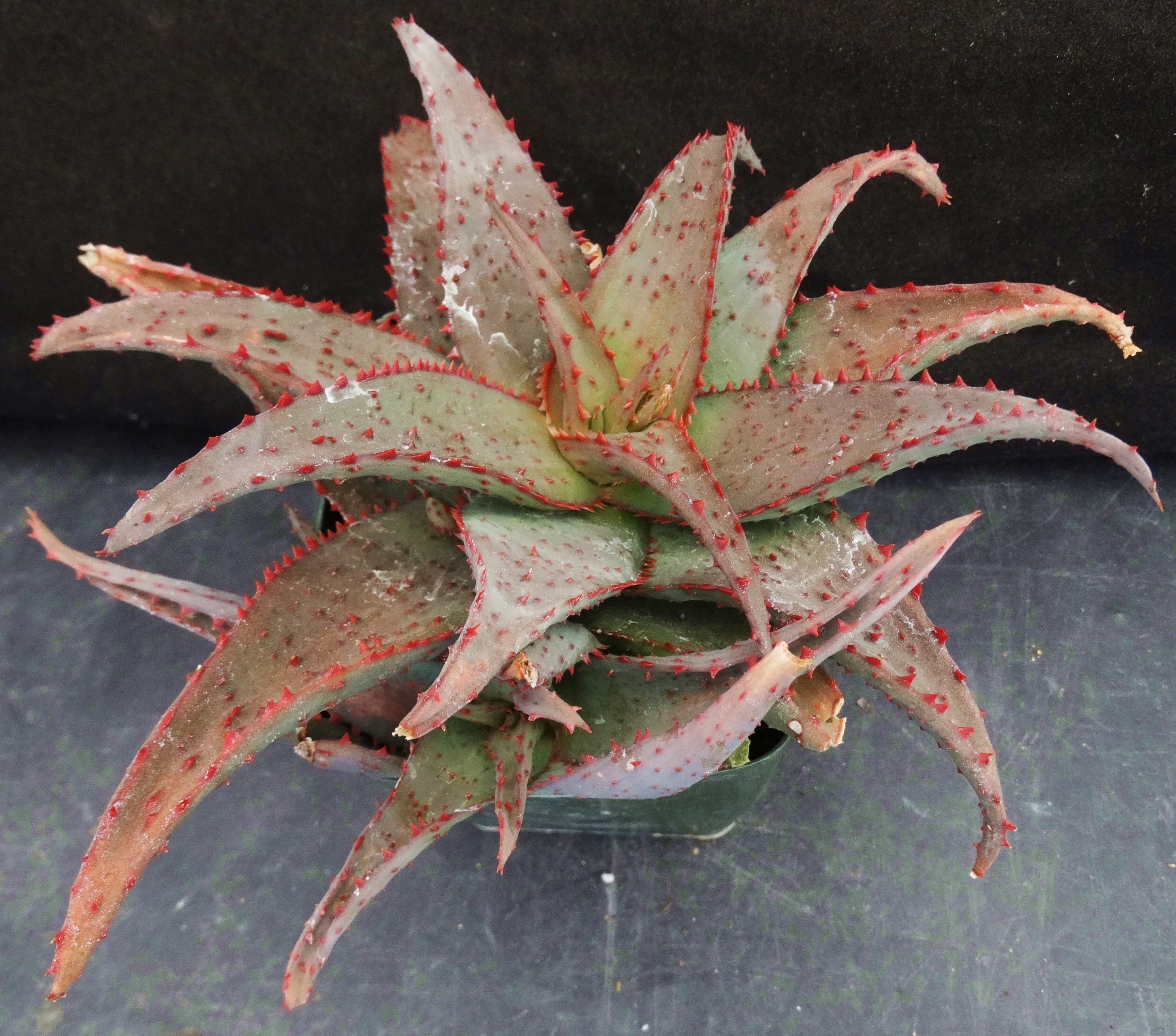 その他多肉植物 ALOE CASTILLONIAE Hyb Shop 'Aloe castilloniae hybrid blue' Care and Growing Guide