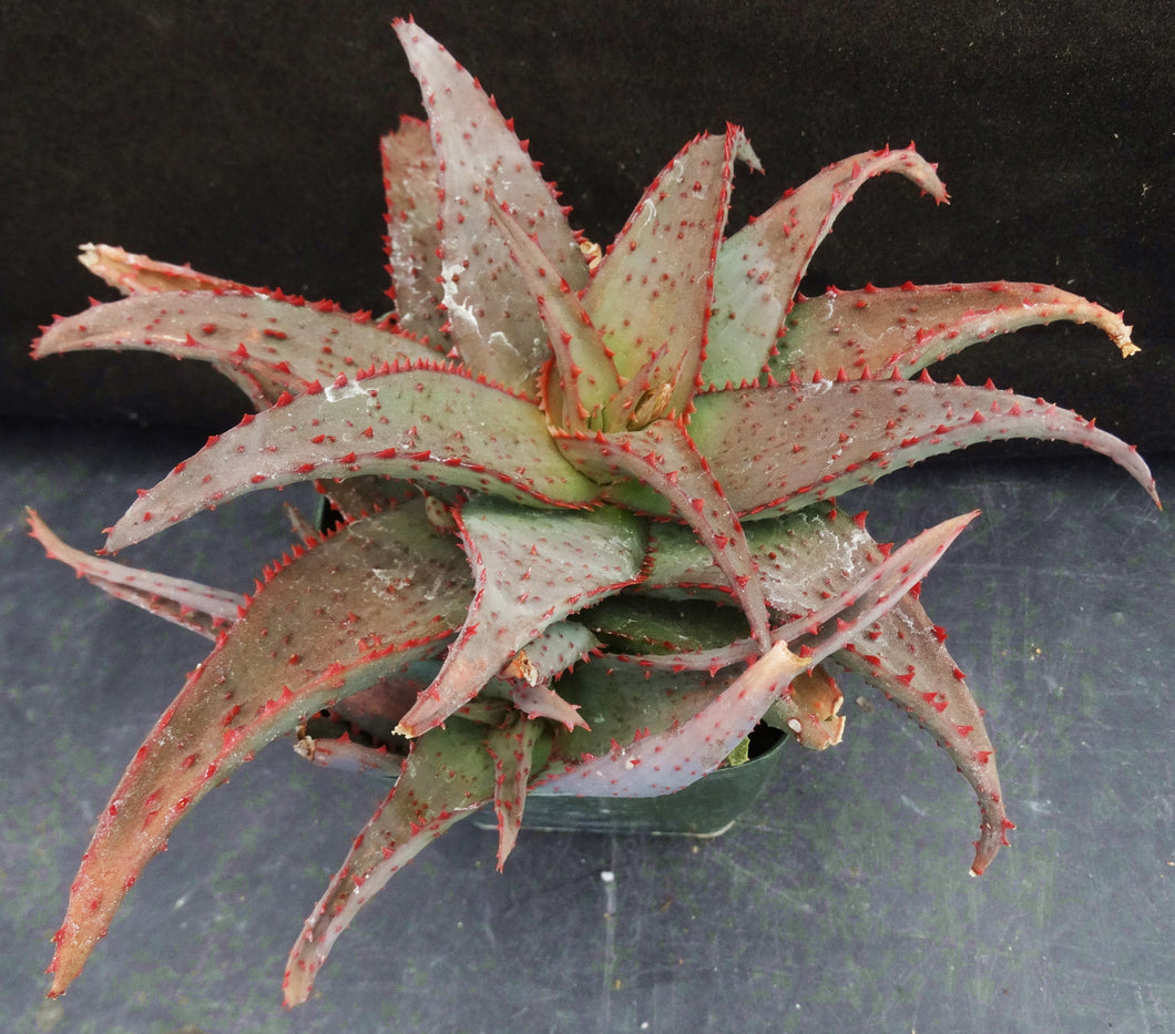 Aloe castilloniae Original Hybrid