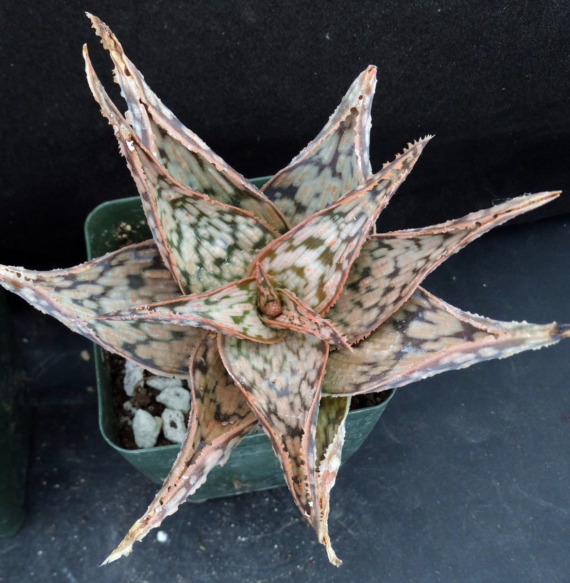 Aloe x 'Orange Cream' – Kyle's Plants