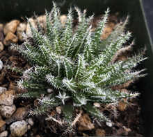 Load image into Gallery viewer, Aloe haworthioides

