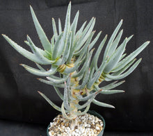 Load image into Gallery viewer, Aloe dichotoma *Multi-headed Plant* 12&quot; tall

