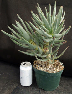 Aloe dichotoma *Multi-headed Plant* 12" tall