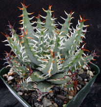 Load image into Gallery viewer, Aloe erinacea *Beautiful Spines*
