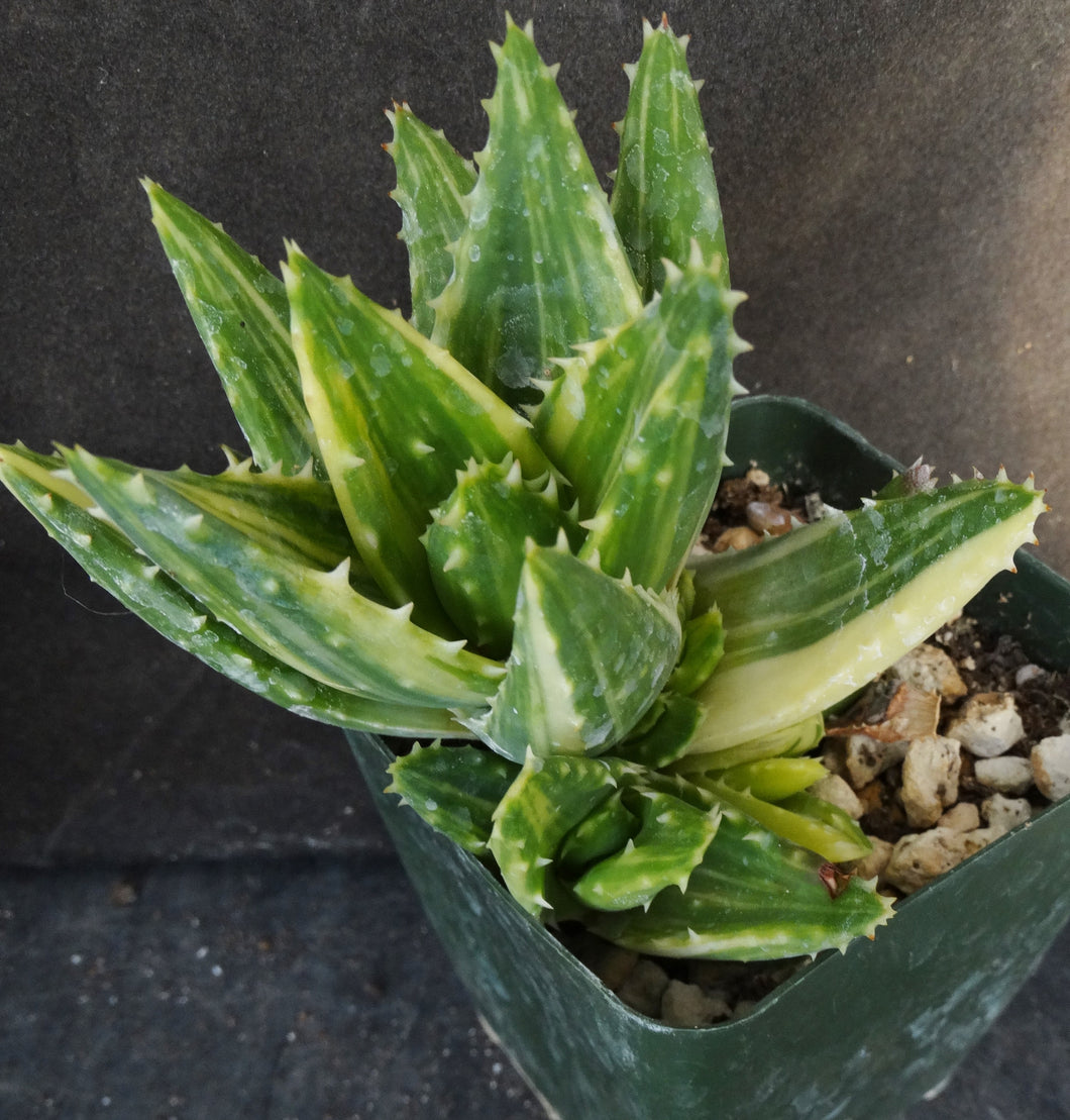 Aloe nobilis 'variegata' Variegated