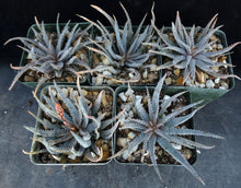 Load image into Gallery viewer, Aloe parvula *Miniature Blue Aloe*
