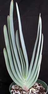 Aloe plicatilis (Kumara) Fan Aloe *Big Plants*