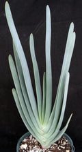 Load image into Gallery viewer, Aloe plicatilis (Kumara) Fan Aloe *Big Plants*
