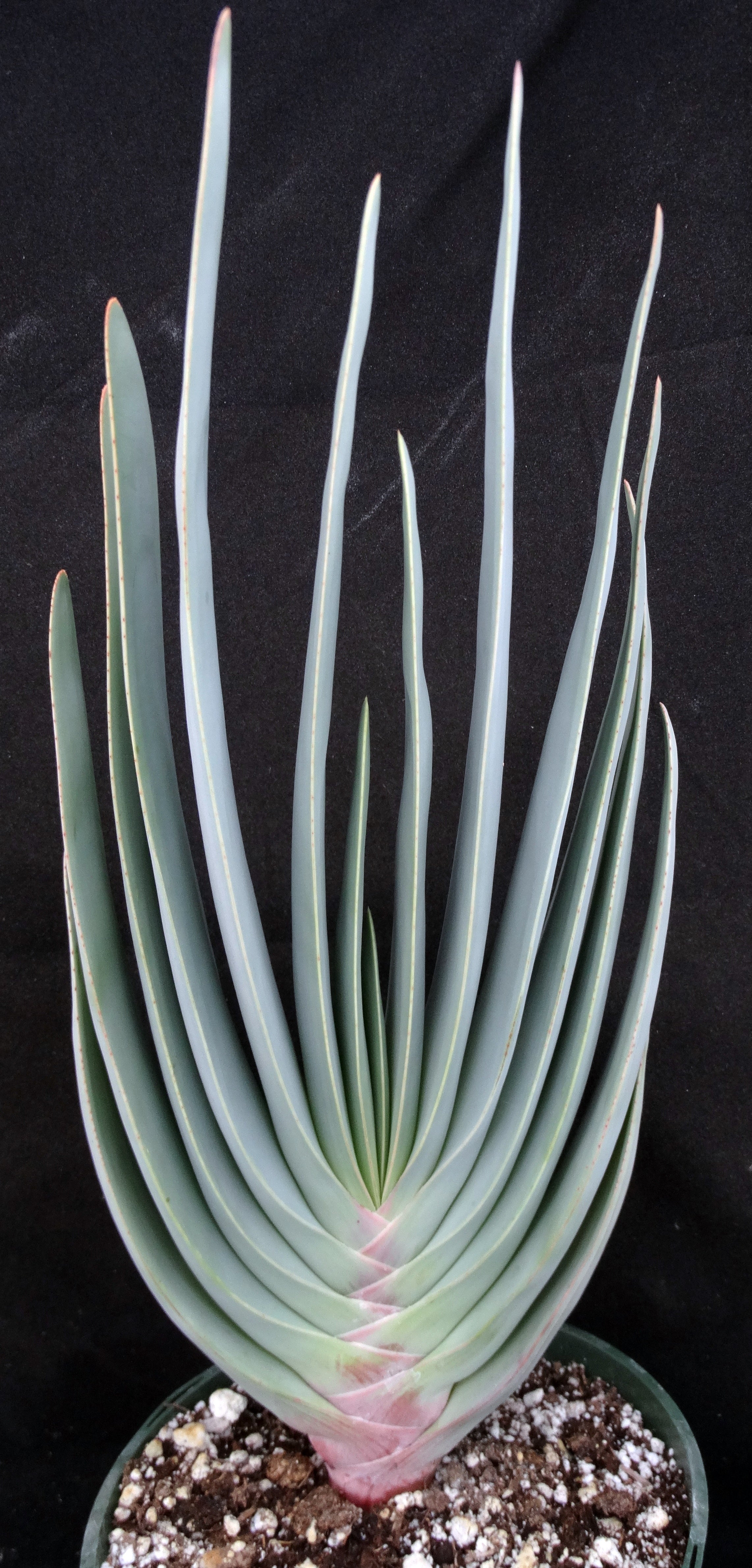 Aloe plicatilis (Kumara) Fan Aloe *Big Plants*  Kyle's Plants