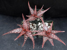 Load image into Gallery viewer, Aloe x &#39;Cherry Vanilla&#39; Original Hybrid
