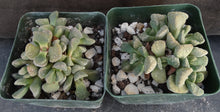 Load image into Gallery viewer, Aloinopsis villetii
