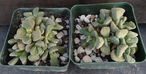 Aloinopsis villetii