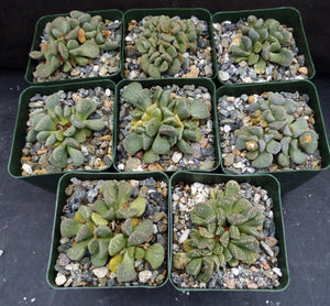 Aloinopsis villetii