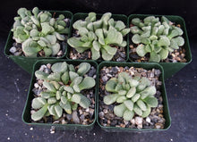 Load image into Gallery viewer, Aloinopsis villetii
