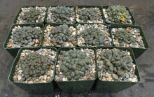 Load image into Gallery viewer, Aloinopsis schooneesii
