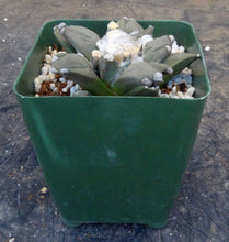 Load image into Gallery viewer, Ariocarpus retusus 'Trifinger'
