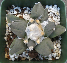 Load image into Gallery viewer, Ariocarpus retusus 'Trifinger'
